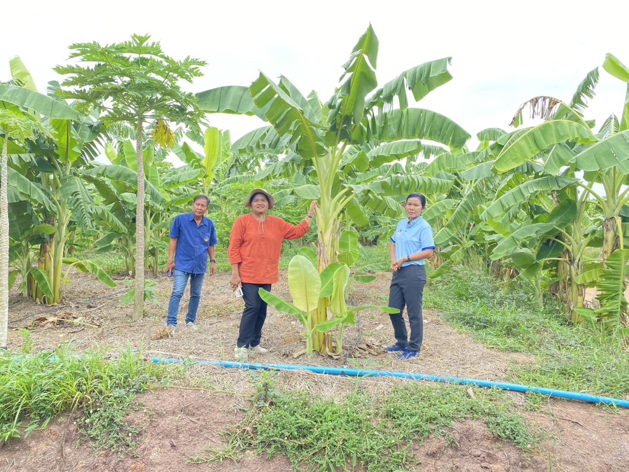 ภาพประกอบที่ 0