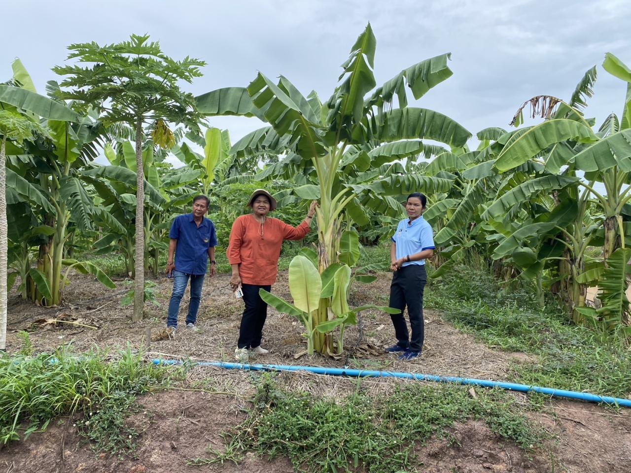 ภาพประกอบที่ 2