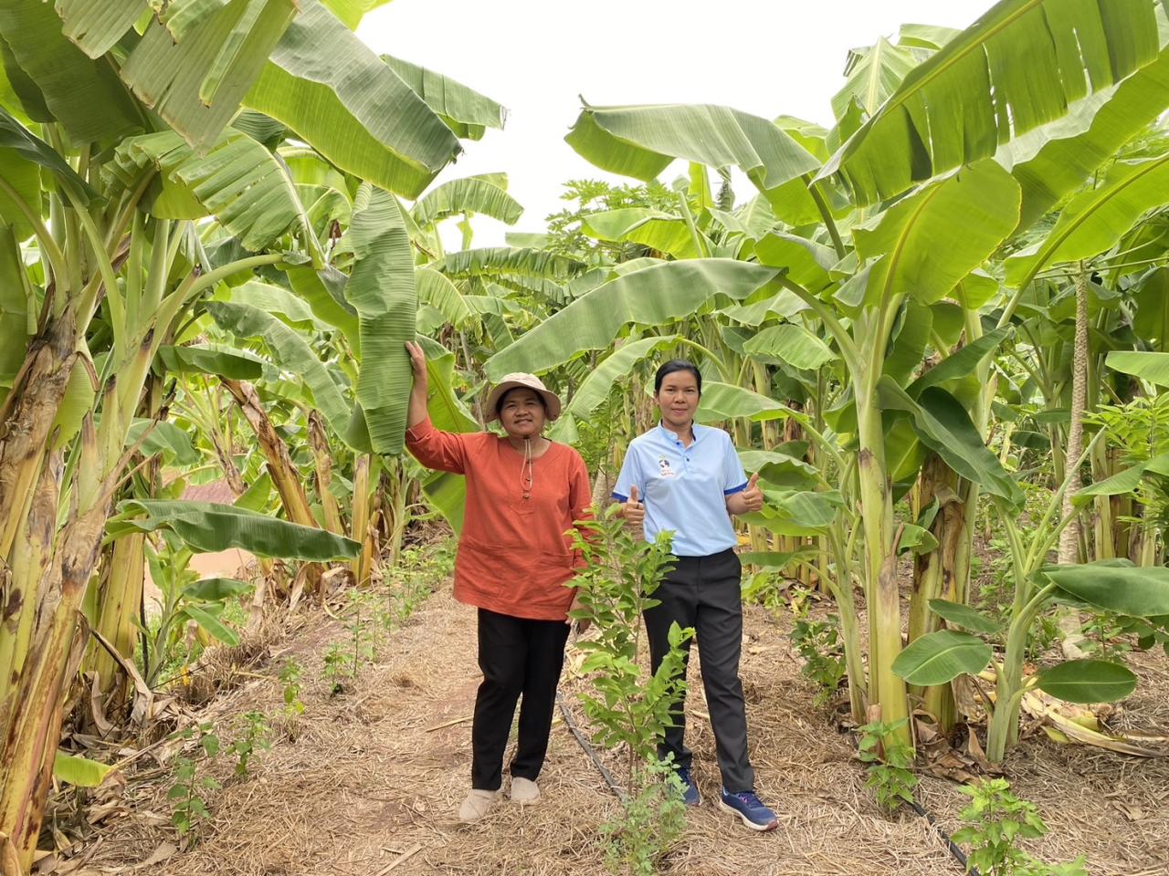 ภาพประกอบที่ 4
