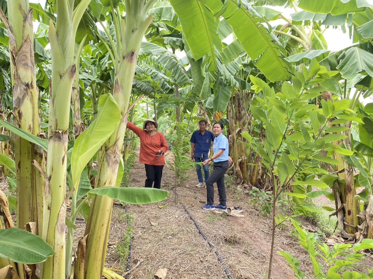 ภาพประกอบที่ 5