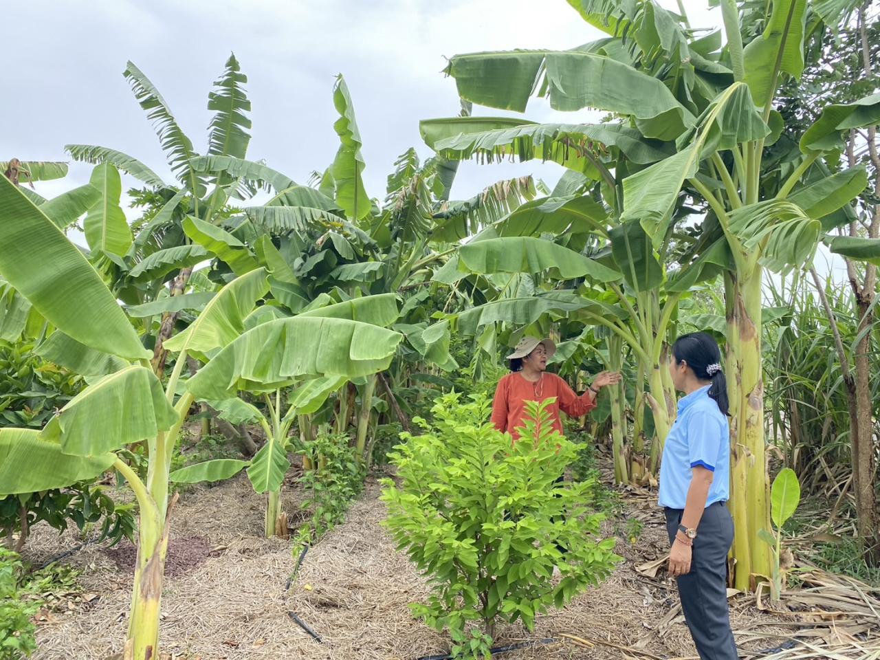 ภาพประกอบที่ 6