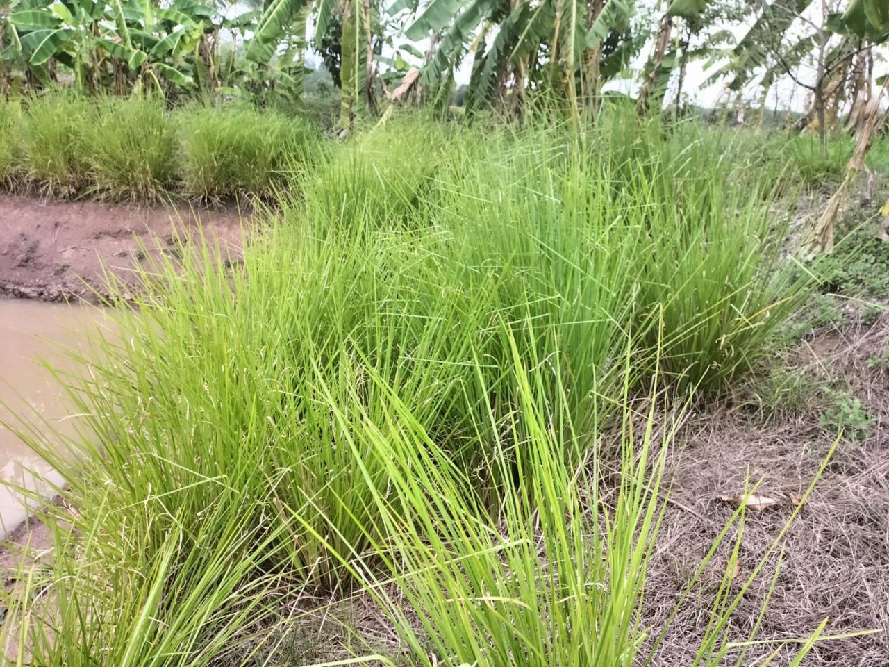 ภาพประกอบที่ 8