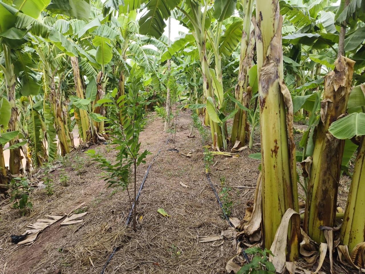 ภาพประกอบที่ 10