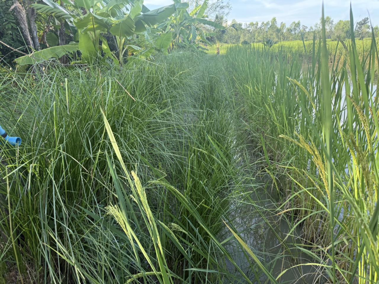 ภาพประกอบที่ 5