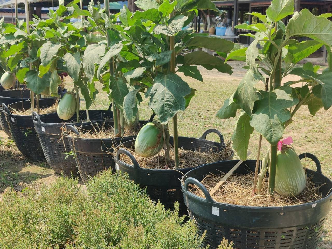 ภาพประกอบที่ 4