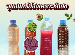 ภาพโลโก้บริการ ใบทองหลางน้ำ