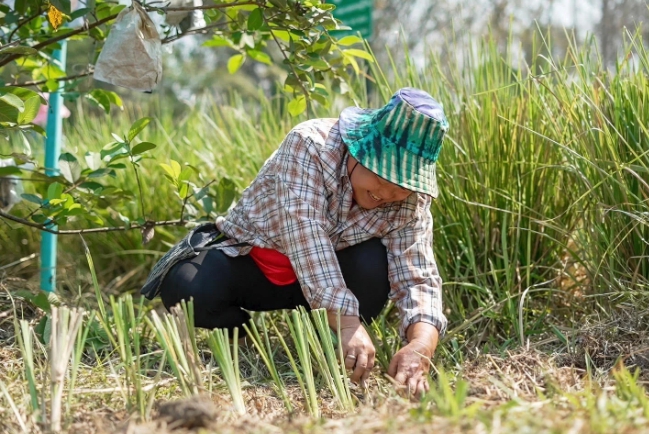 ภาพโลโก้บริการ หญ้าแฝกเพื่อการส่งเสริม