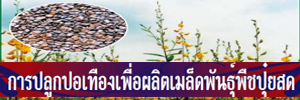 ภาพโลโก้บริการ การปลูกปอเทืองเพื่อผลิตเมล็ดพันธุ์พืชปุ๋ยสด